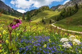 Bild: Alpenblütenwanderung - ...Ruhpoldings wunderschöne Alpen-Flora entdecken