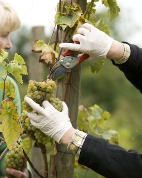 Sonderführung: In & Auf dem Weinberg