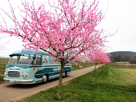 Rosa Ausblicke zu Fuß und im Oldtimer Panoramabus