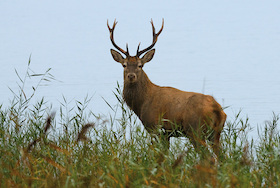 Bild: Adler, Kranich, Hirsch