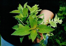 Bild: Kräuterspaziergang mit Kräuterfrau Anja