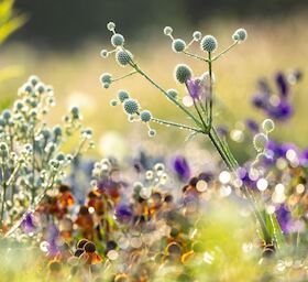 Garten Fotografie Workshops