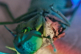 Bild: Meine Verwandlung nach Franz Kafka - JTR Rosenheim