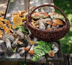 Bild: Katrin Grundmann - ”Auf leisen Pfaden durch die Welt der Pilze”