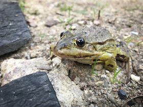 Bild: Amphibien - Vortrag mit Sebastian Krage