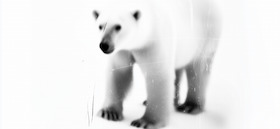 Bild: Songs of Whales and Wanting