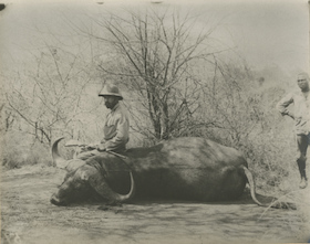 Bild: Einer fand Honig ... - Die Fotos des Hans Meyer
