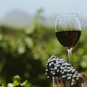 Image: Weinmesse Metropolregion Montpellier