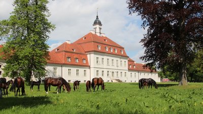 Stiftung Brandenburgisches Haupt- und Landgestüt